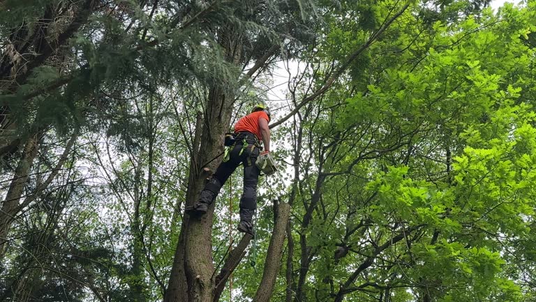 Best Fruit Tree Pruning  in Birngham, MI